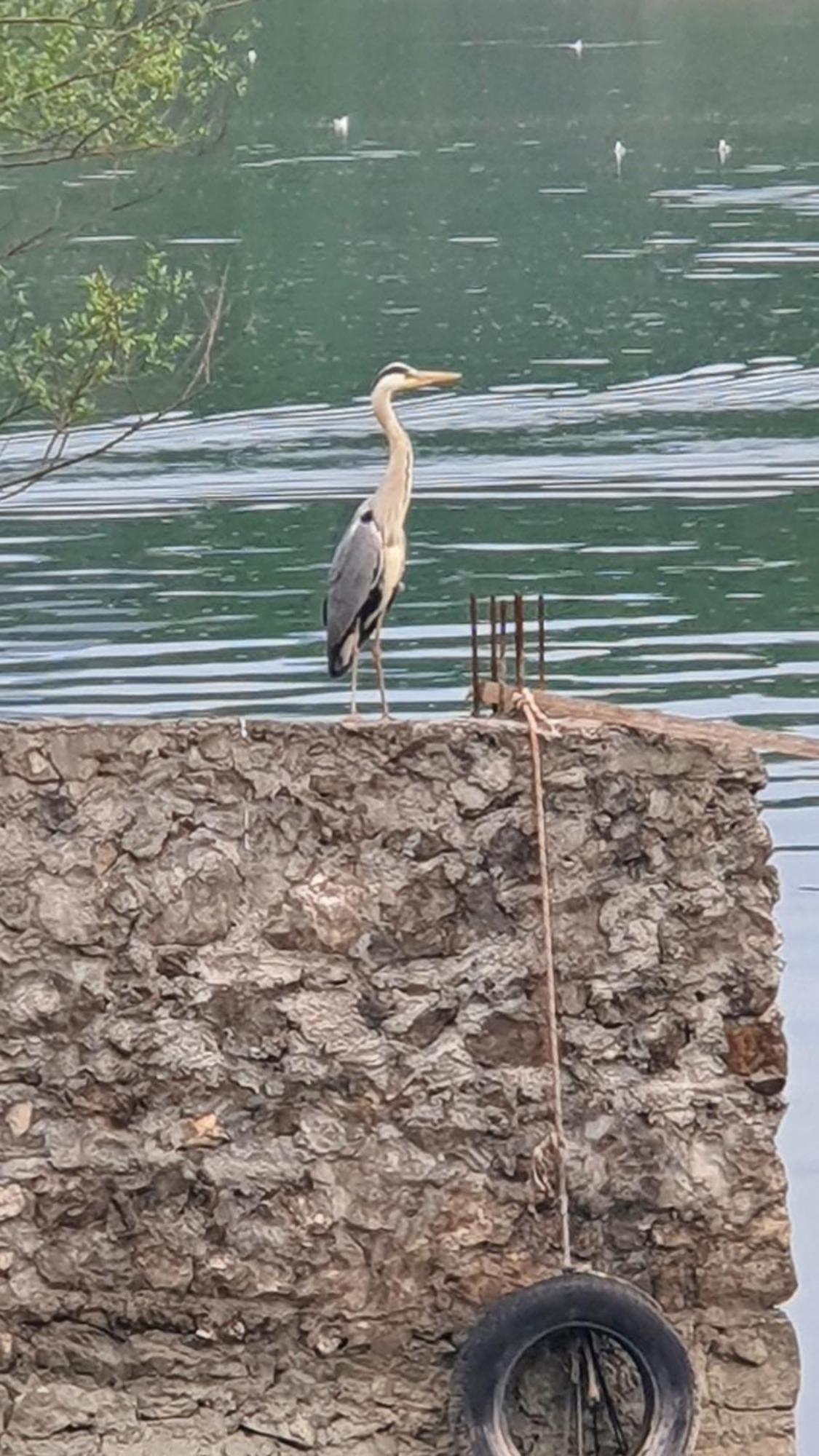 Apartman Skadarsko Jezero Bay Vranjina Exteriör bild